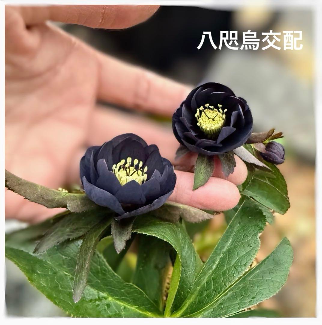 し*ら様 ■今季株分け■ 加藤農園 八咫烏交配 クリスマスローズ