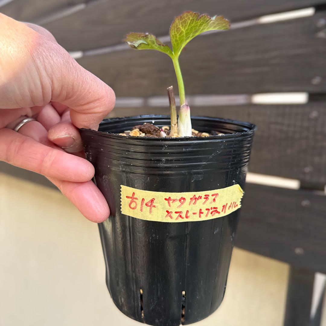 し*ら様 ■今季株分け■ 加藤農園 八咫烏交配 クリスマスローズ