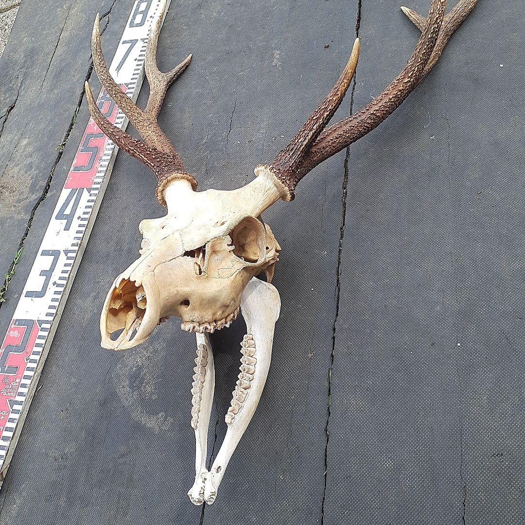鹿　ニホンジカ　鹿角　剥製　頭骨　スカルトロフィー　頭蓋骨　ニホンジカ