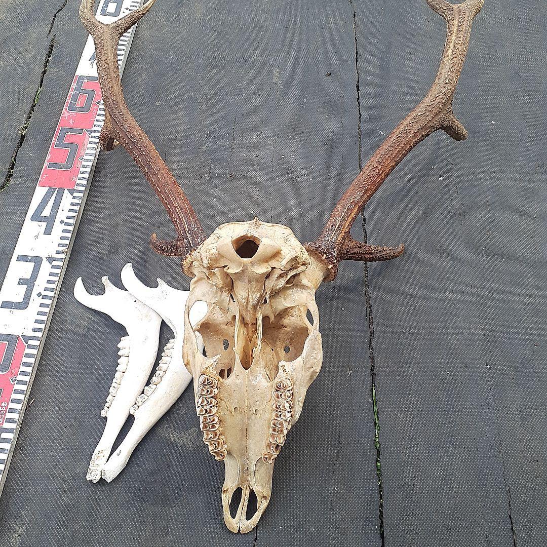 鹿　ニホンジカ　鹿角　剥製　頭骨　スカルトロフィー　頭蓋骨　ニホンジカ
