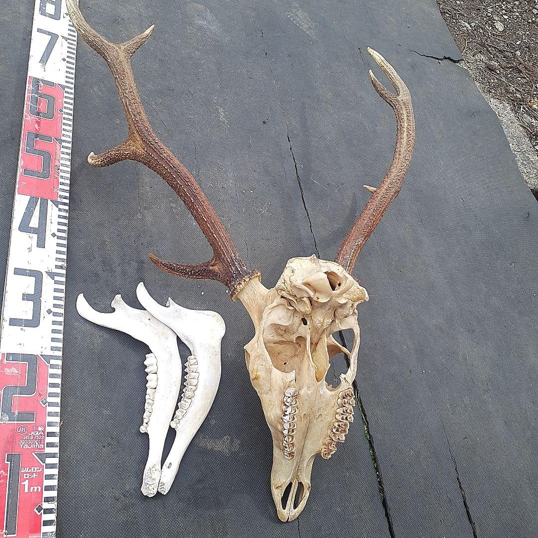 鹿　ニホンジカ　鹿角　剥製　頭骨　スカルトロフィー　頭蓋骨　ニホンジカ