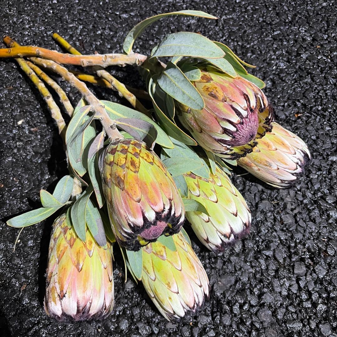 EMaMa　6本　プロテア　ニオベ　#3