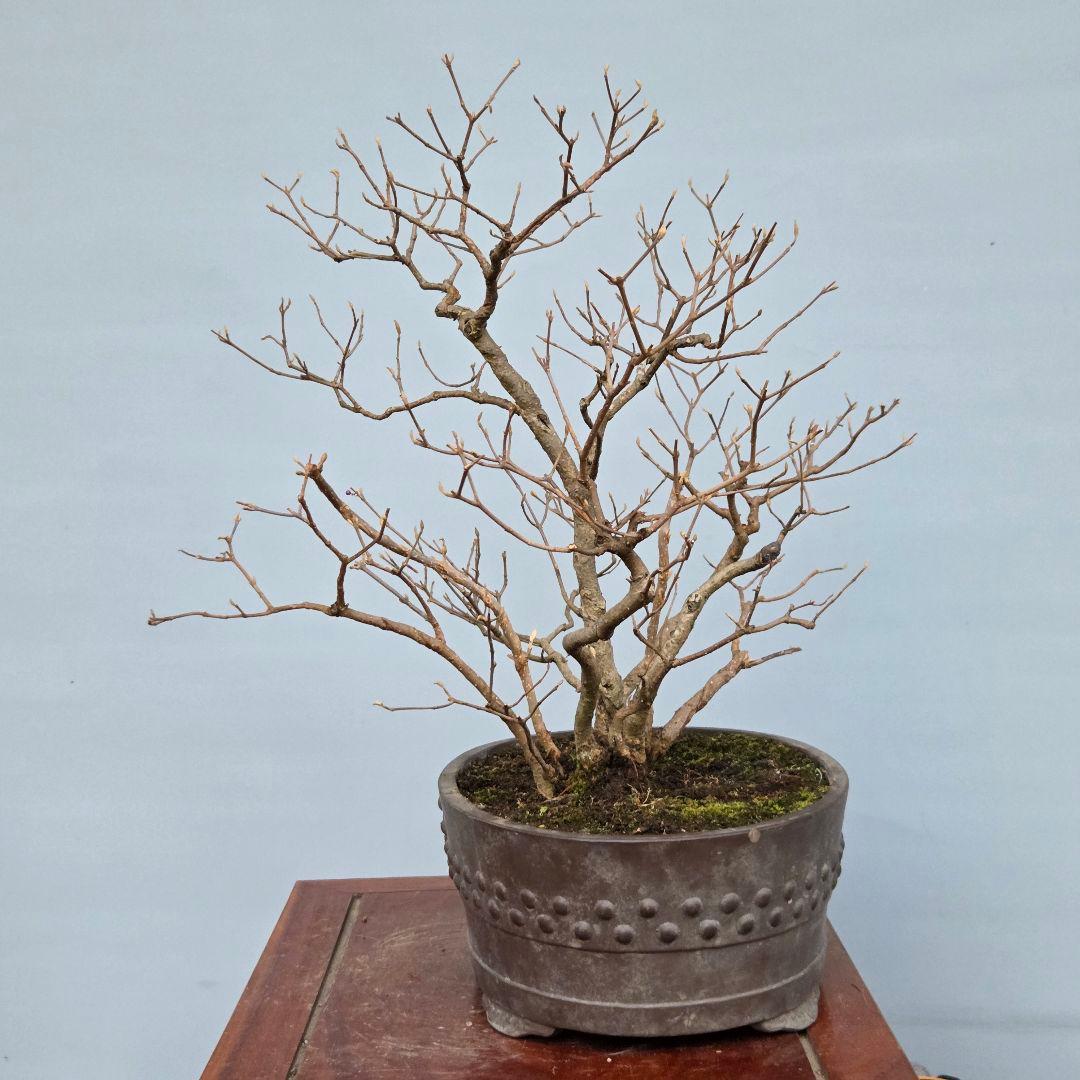 紫式部(コムラサキ)　[株立ち木]　中品盆栽