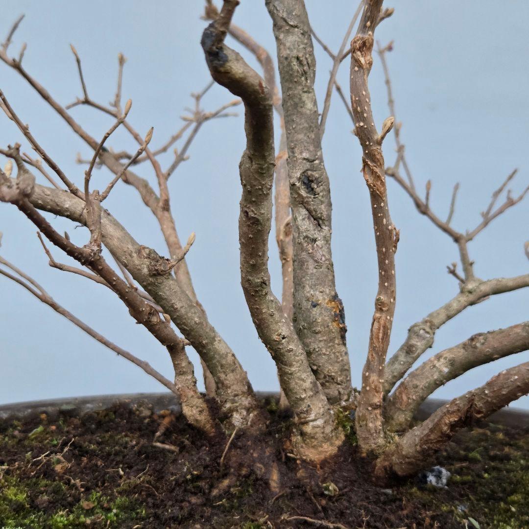 紫式部(コムラサキ)　[株立ち木]　中品盆栽