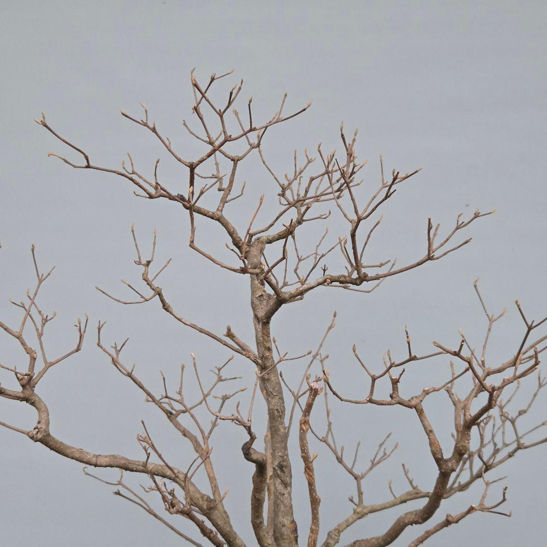 紫式部(コムラサキ)　[株立ち木]　中品盆栽