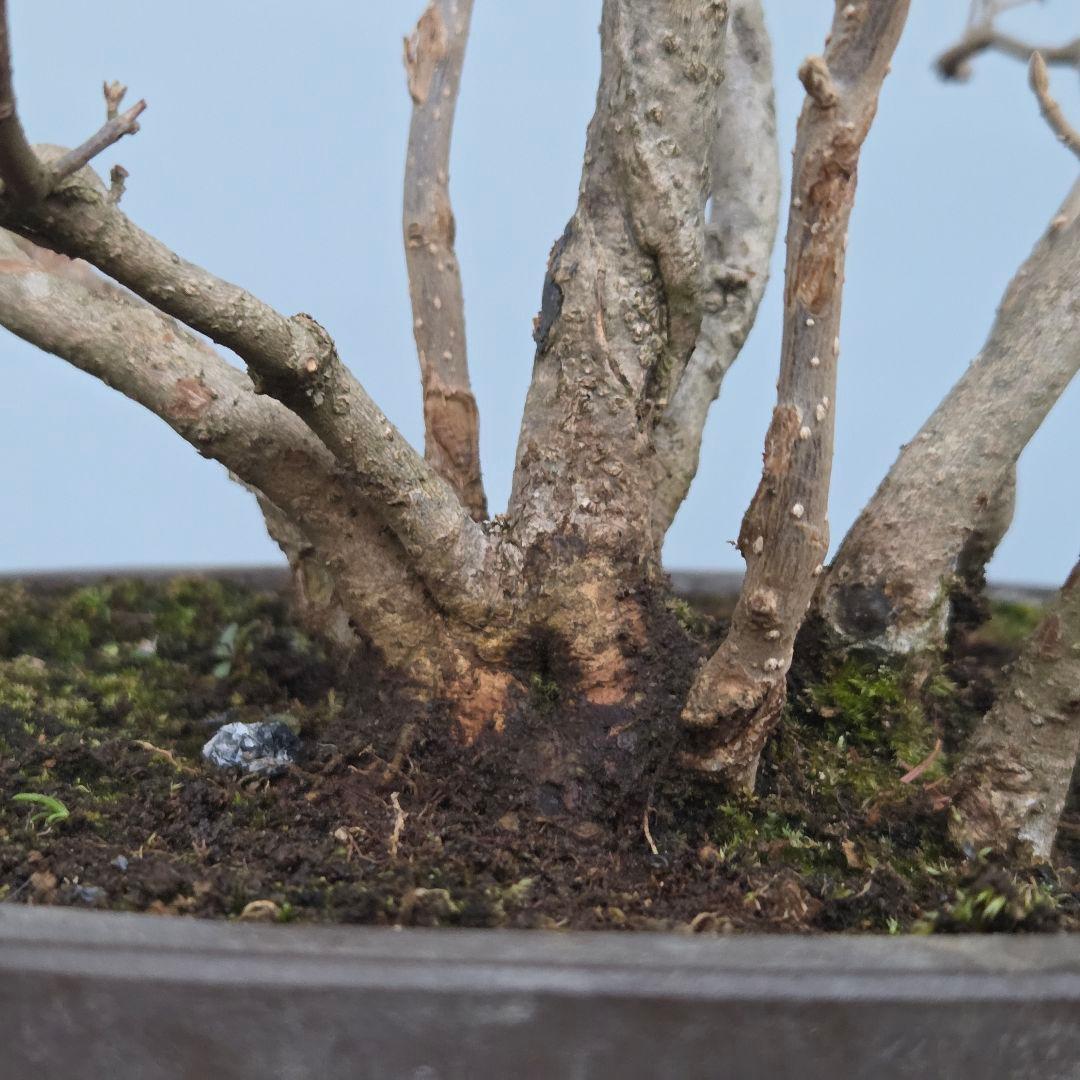 紫式部(コムラサキ)　[株立ち木]　中品盆栽