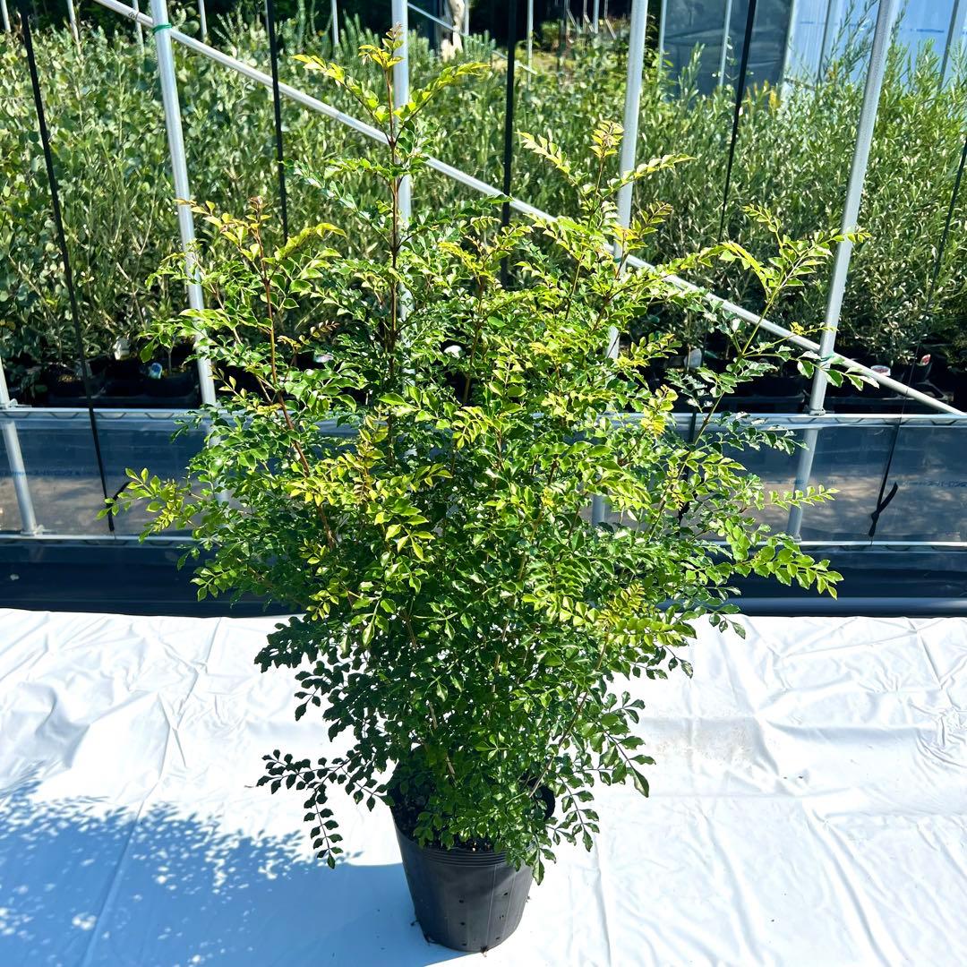 【モフニャン1892】シマトネリコ1本　レッドジェム高さ120㎝前後　2本