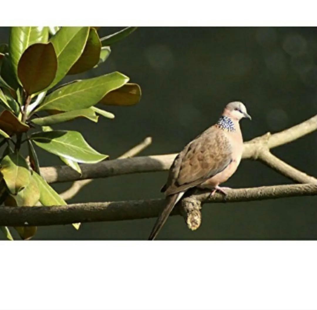 残りわずか！限定値下げ！スーパーズームレンズ！Canon一眼レフカメラ用！