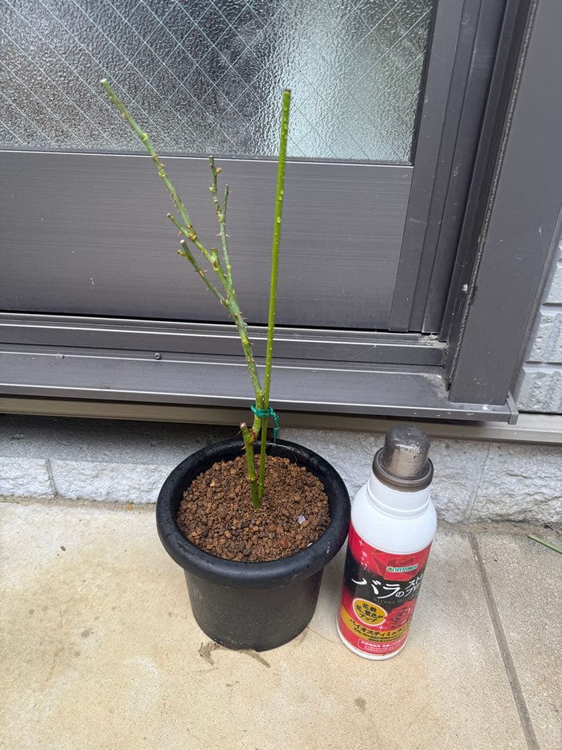 バラ　薔薇　バラ苗　和バラ　入手困難バラ