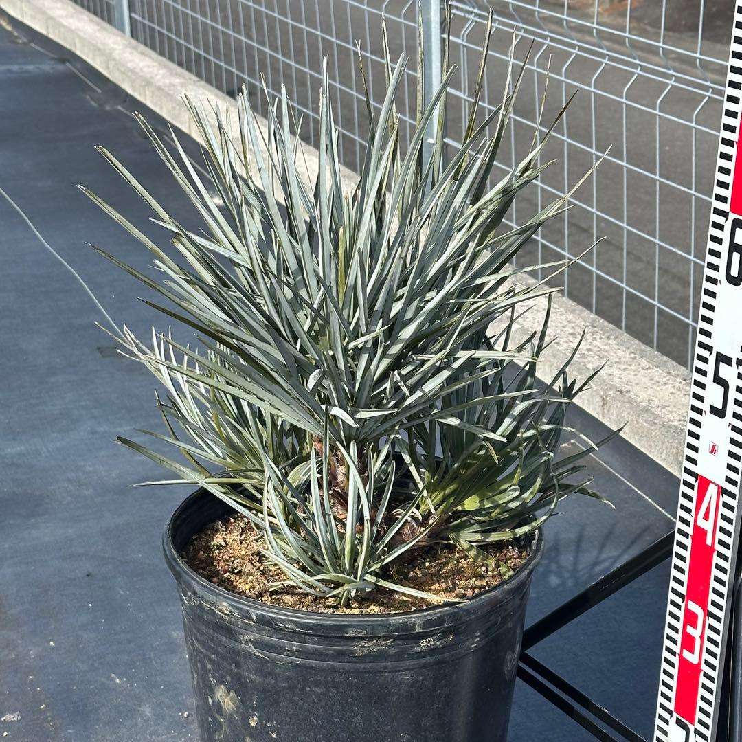 【引取り限定】チャメロプス • セリフェラ 【樹高:約70㎝】Feb02