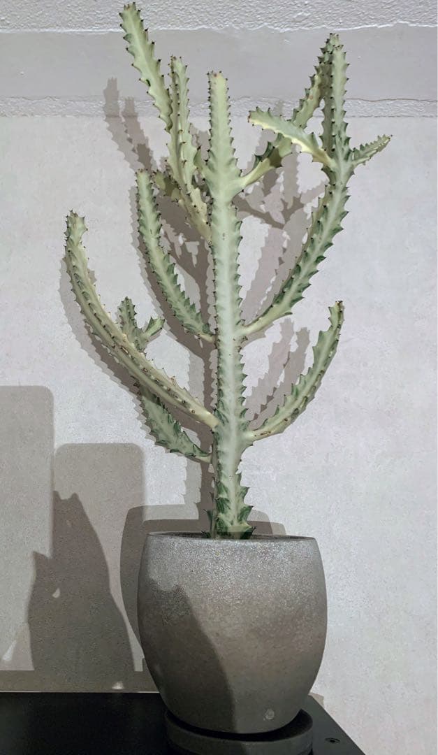 ユーフォルビア ラクティア ホワイトゴースト