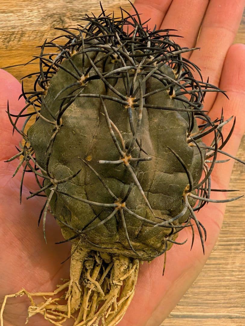 ゴ*ン様 【希少】コピアポア　グリセオビオラセア　栗星玉　現地球カキコ　発根済み