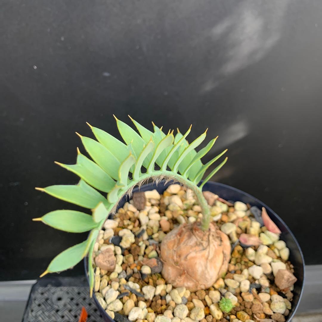 【南ア産・発根済】エンセファラルトス・ホリダス 約5cm｜No4-5