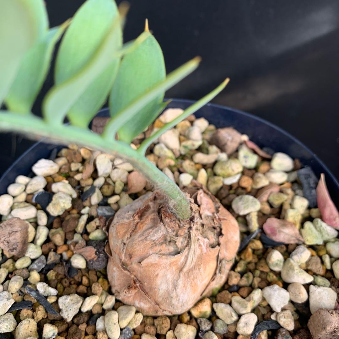 【南ア産・発根済】エンセファラルトス・ホリダス 約5cm｜No4-5