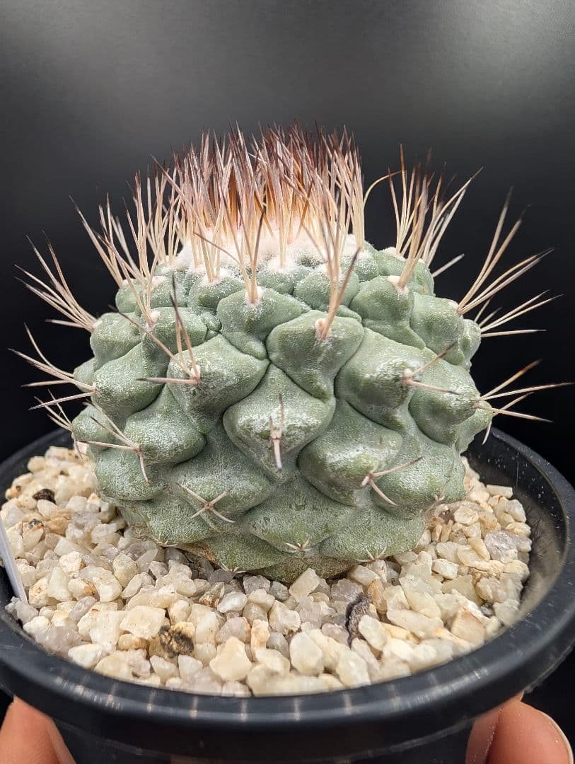 菊水 大型タイプ 実生 鉢植えメルカリ便送料込み