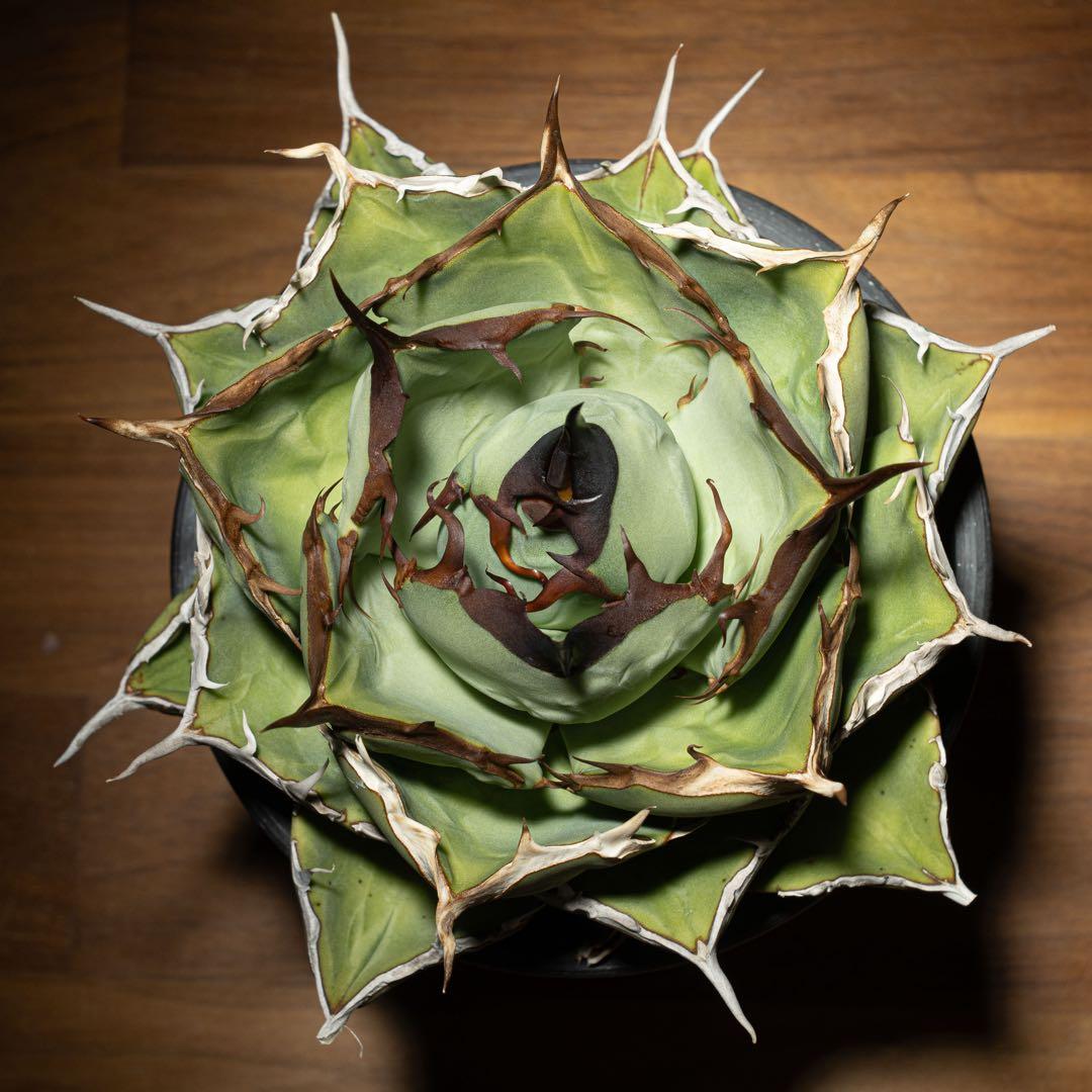 Agave titanota ‘Iran Rose’