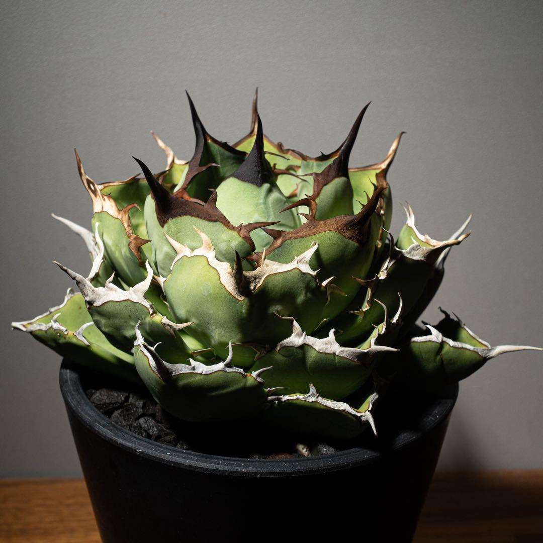 Agave titanota ‘Iran Rose’