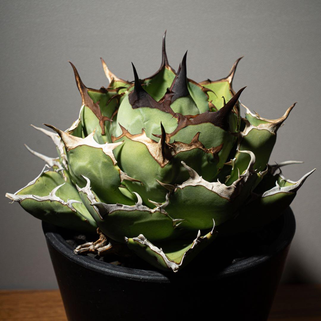 Agave titanota ‘Iran Rose’