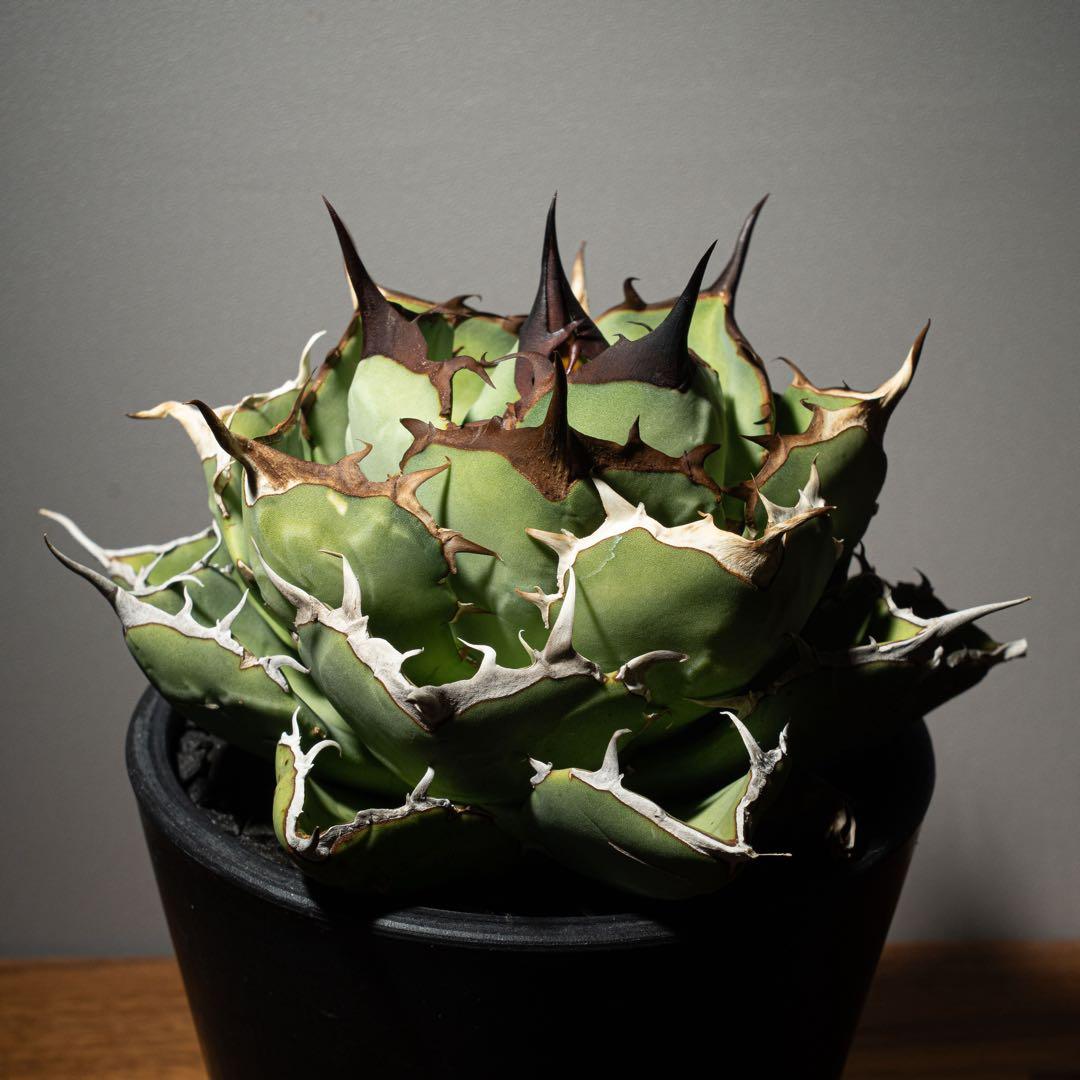 Agave titanota ‘Iran Rose’