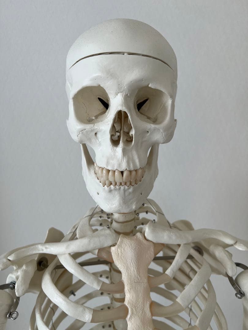 3B “スタン” 標準型骨格モデル A10