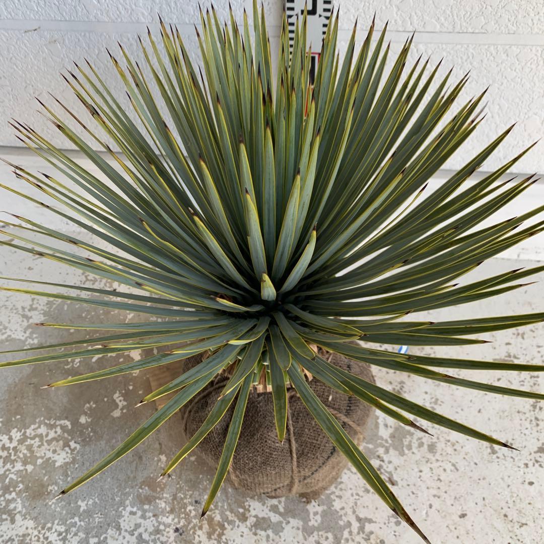 ユッカ　ロストラータ　【耐寒性/ドライガーデン/ロックガーデン 】23