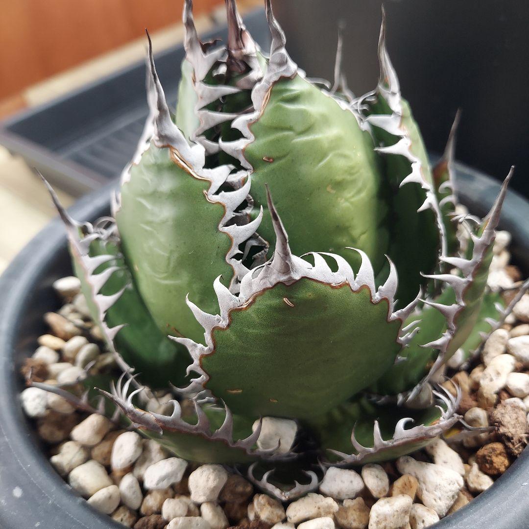 アガベ　ホリダ　陽炎　ボールタイプ　発根済み　鉢ごと発送　メルカリ便　ボタニカル