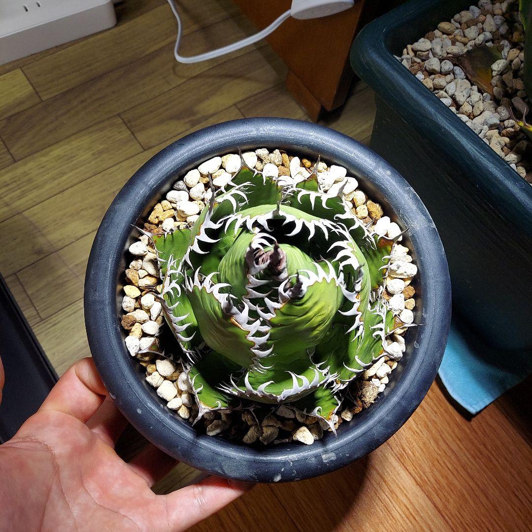 アガベ　ホリダ　陽炎　ボールタイプ　発根済み　鉢ごと発送　メルカリ便　ボタニカル