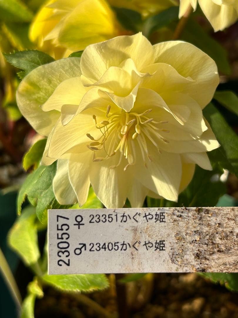 クリスマスローズ かぐや姫