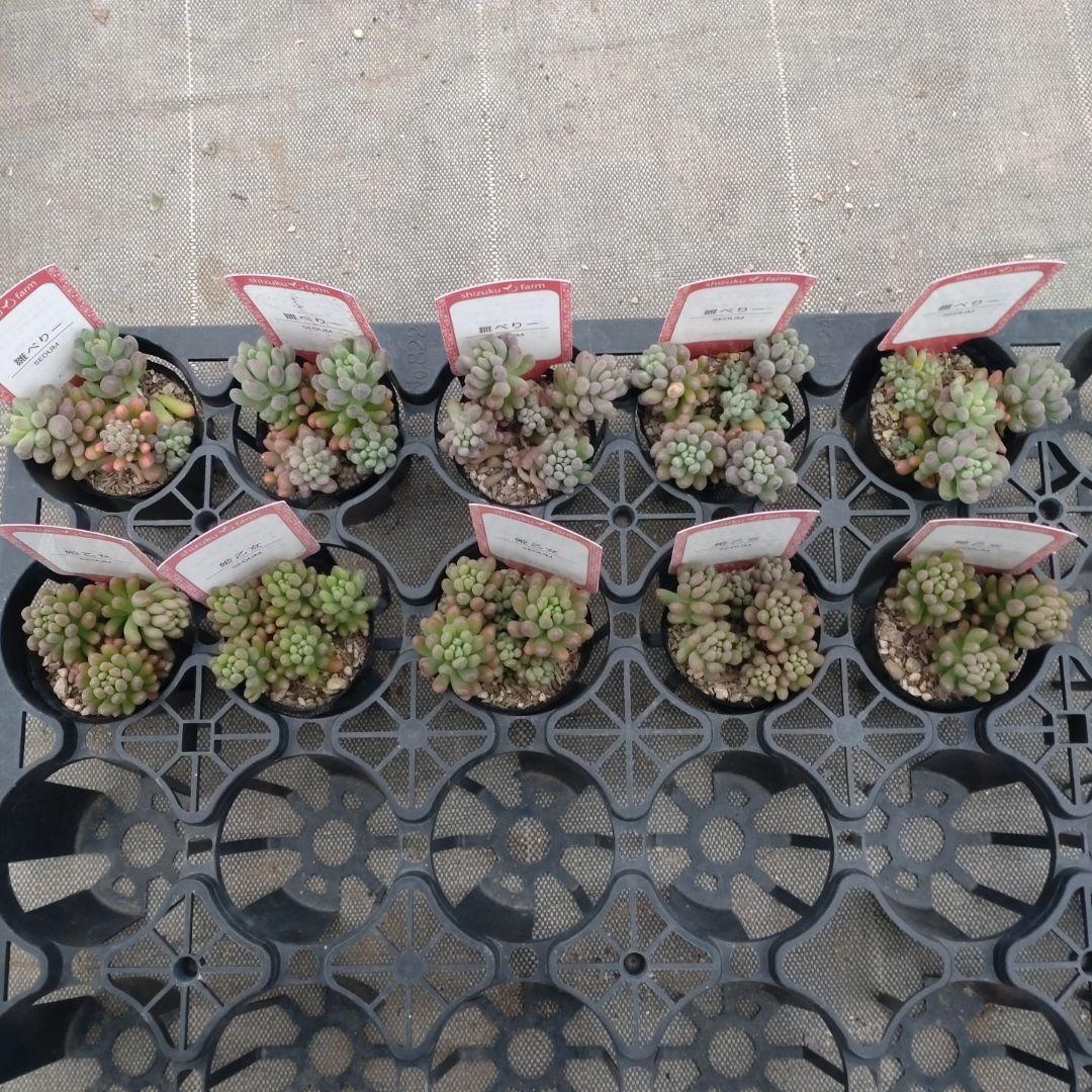 日曜発送 花hana花さん専用