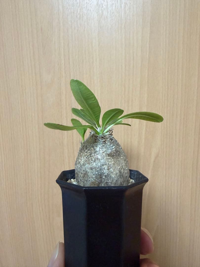 エブレネウム　現地球　ミニサイズ　パキポディウム