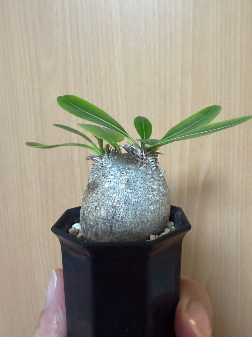 エブレネウム　現地球　ミニサイズ　パキポディウム