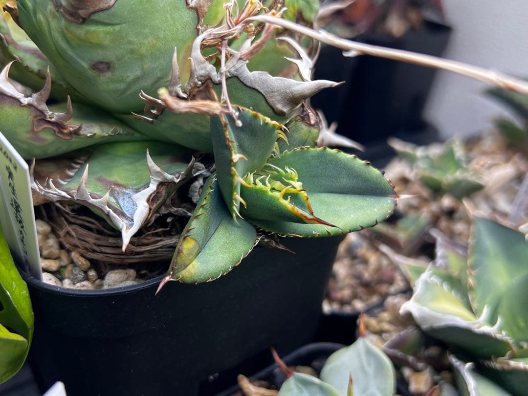 【子株出品】アガベ オテロイ 実生選抜カキコ① ※4枚目