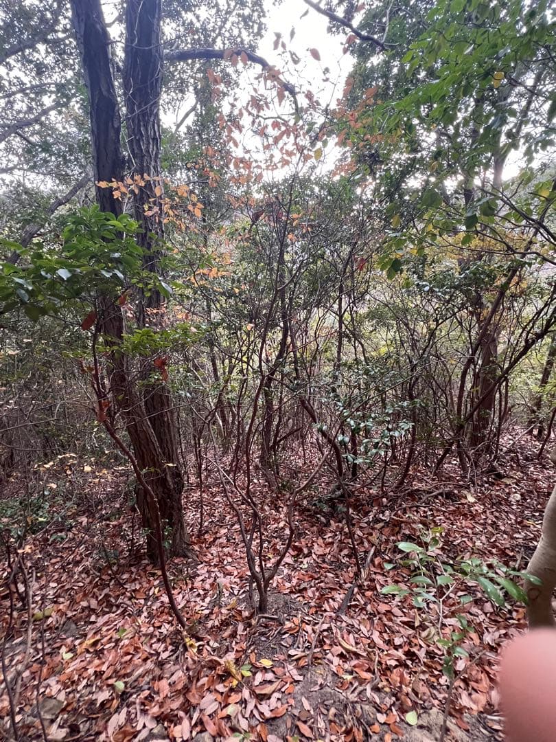 現品　ミツバツツジ　自然樹形　株立　2mほど　山採り 003