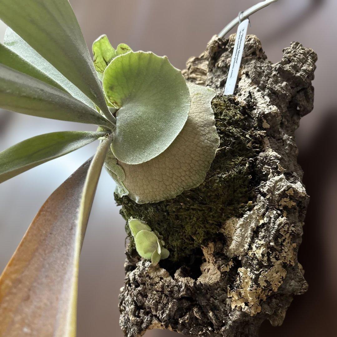 ビカクシダ ハクナマタタ（vandaka）　子株付き