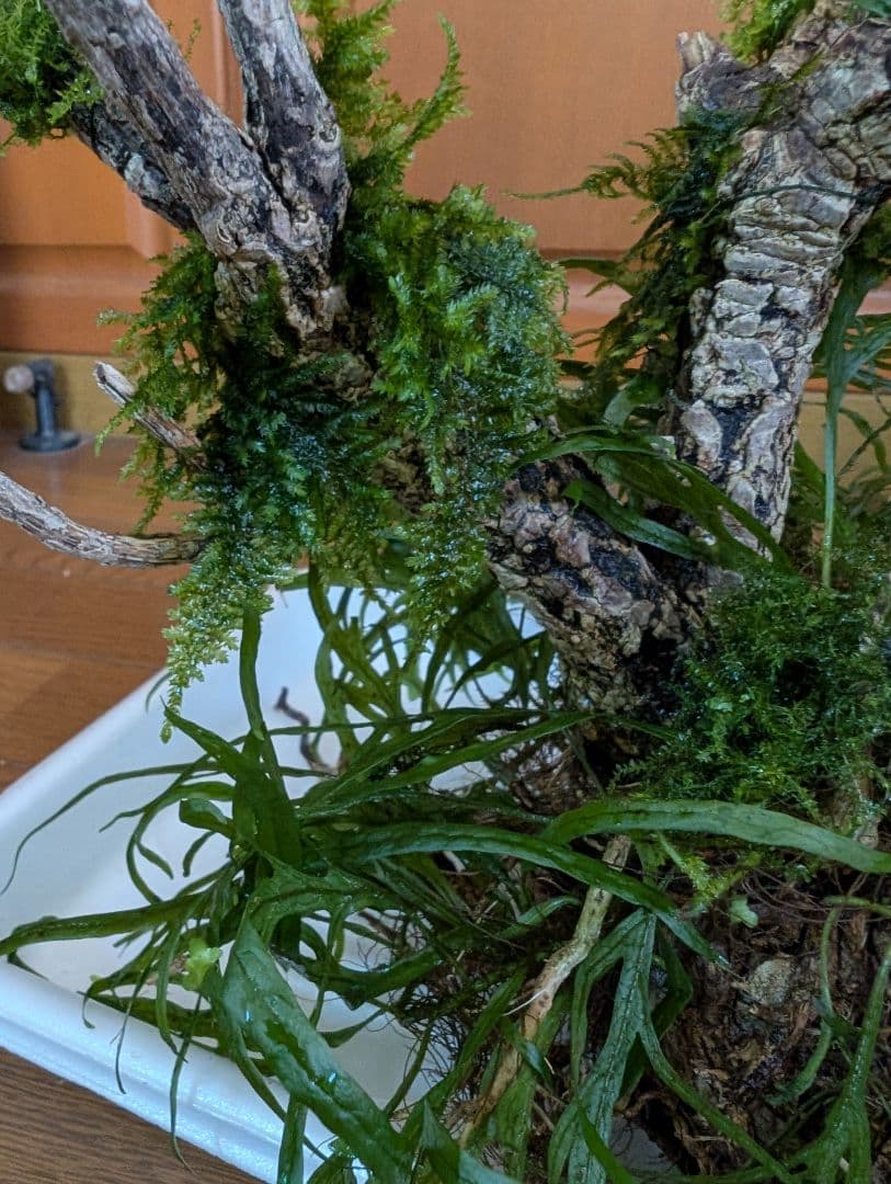 密生ミクロソリウムトライデントリーフ大株200葉以上が自然活着した自家製流木