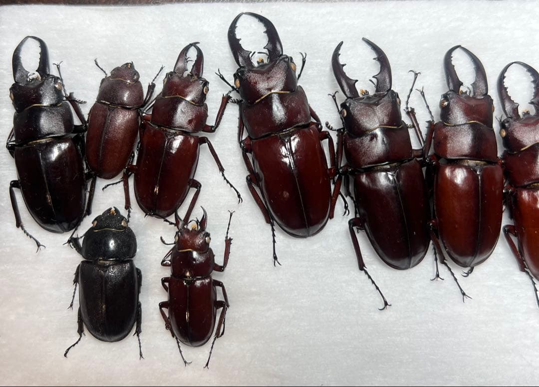 ★超貴重★イヘヤノコギリクワガタ特大標本セット