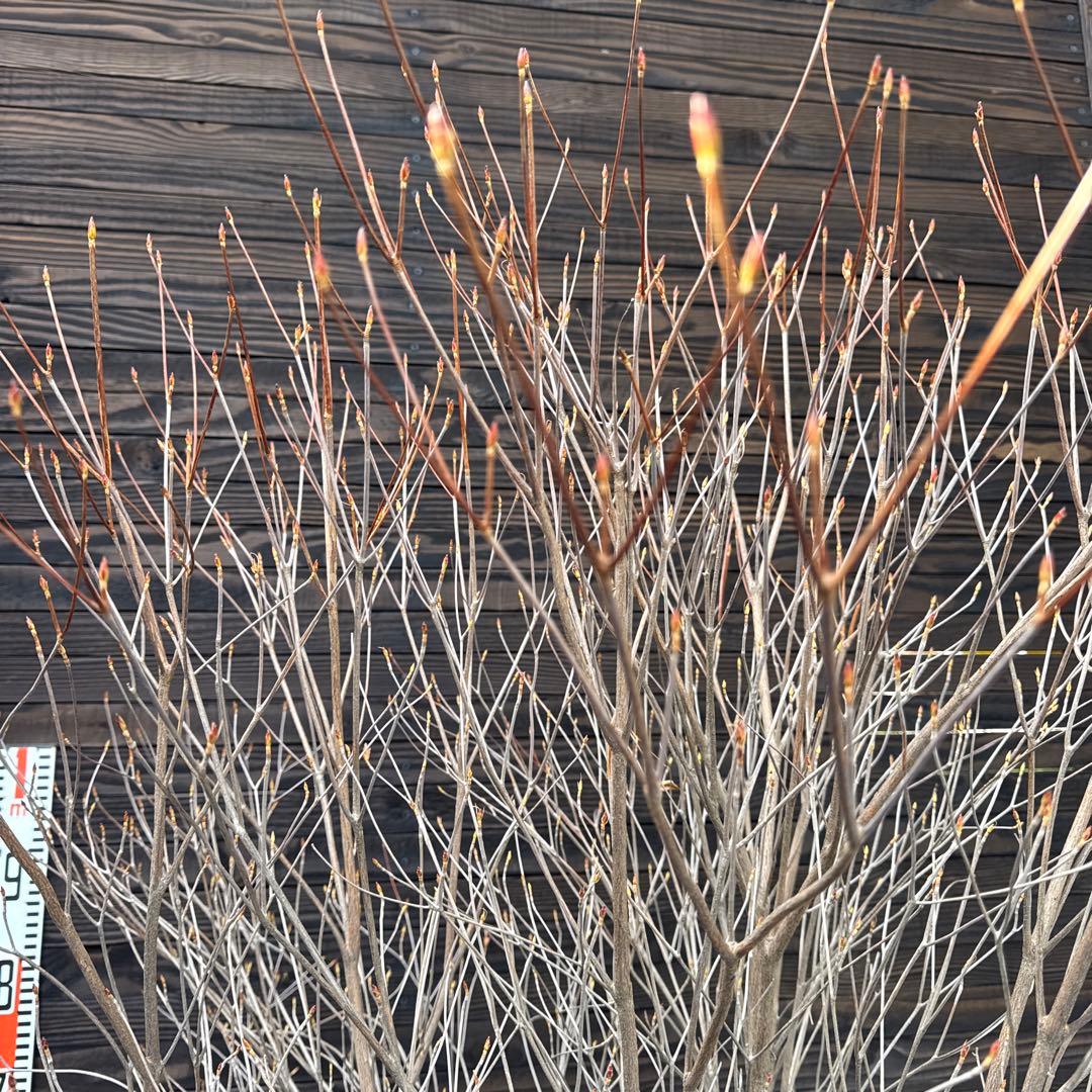 シロヤシオツツジ/大株/良形株【現品発送】管理70817