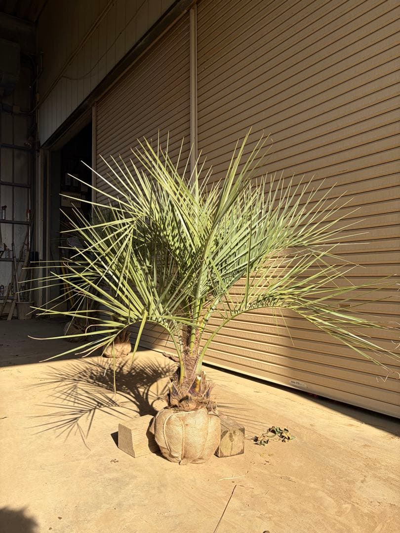 ココスヤシ　根鉢上から120センチ