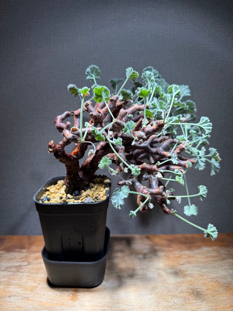 【bon25】ペラルゴニウム ミラビレ