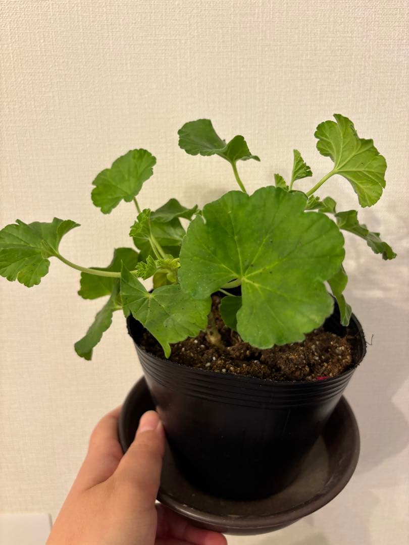 日本初ゼラニウム　希少品種ゼラニウム