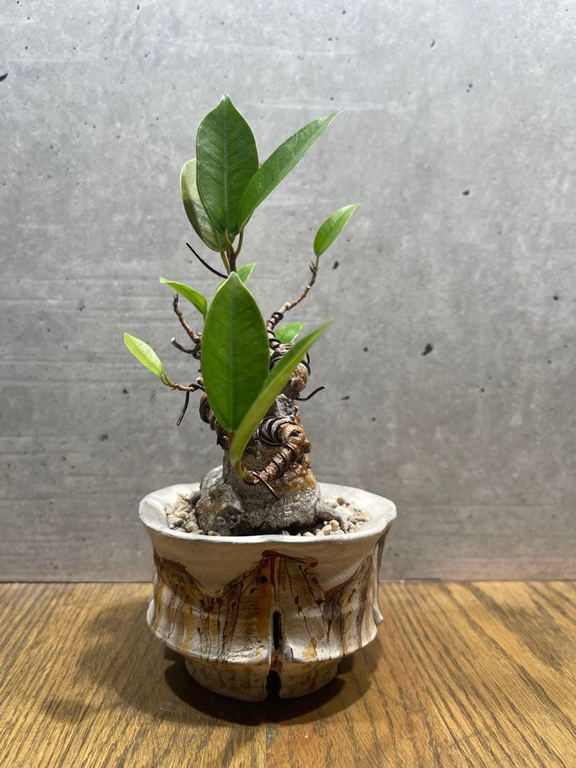 R*L様 ガジュマルミニ盆栽