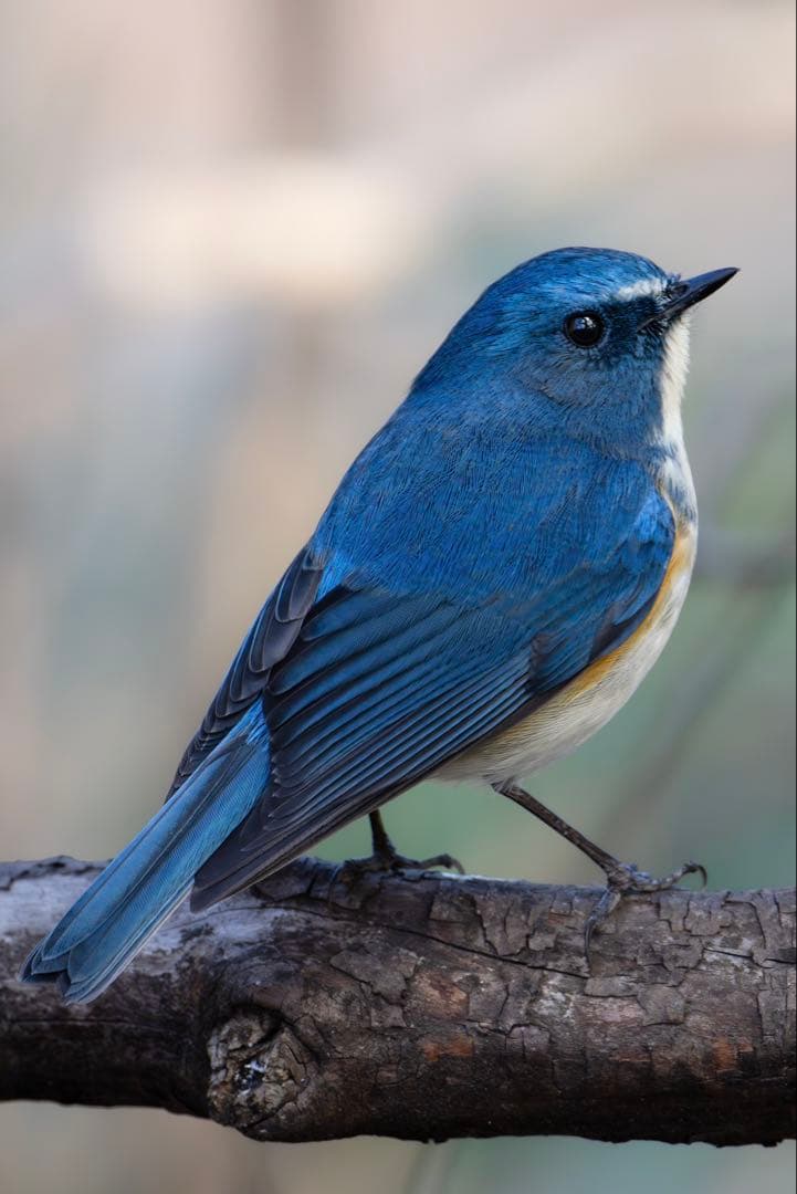 専用　ドモホルンリンクル