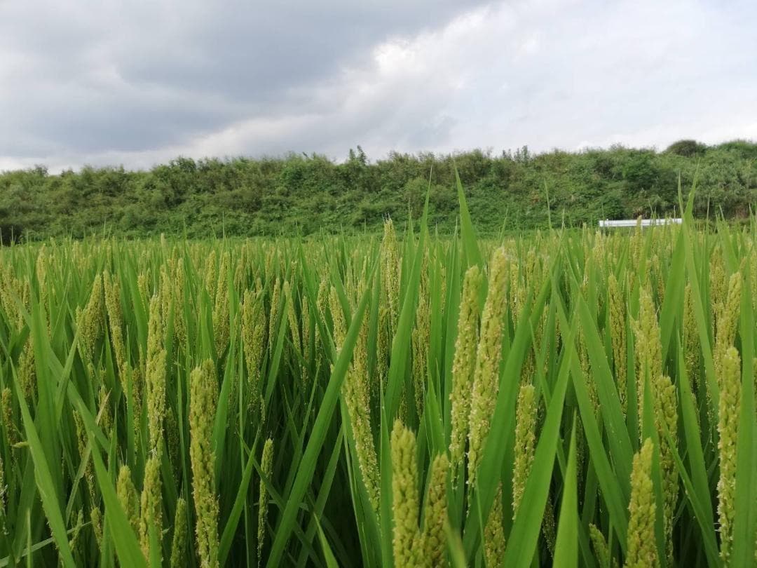 農薬不使用　7年産　ハッピーヒル（うるち）籾　3ｋ　種籾　陸稲