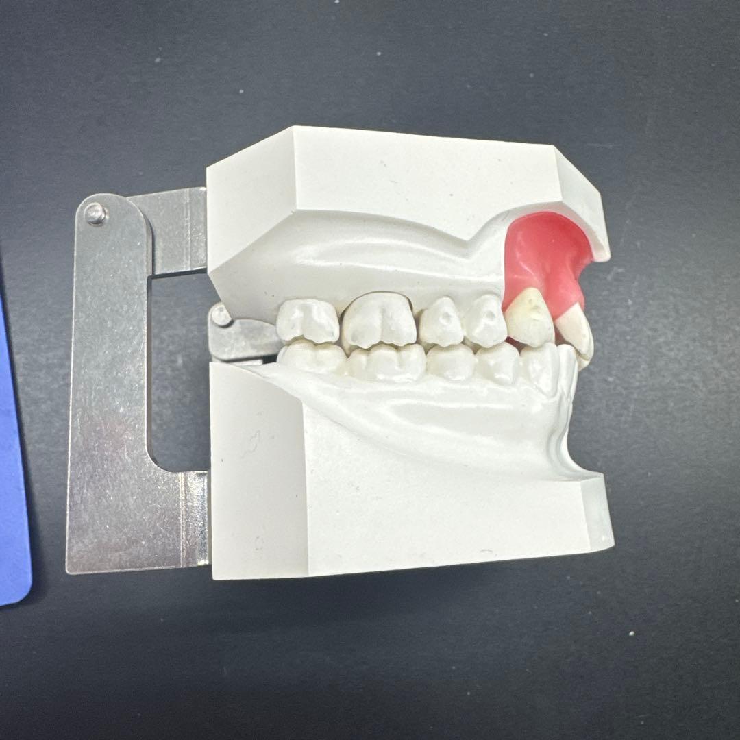 タイポドント模型　未使用