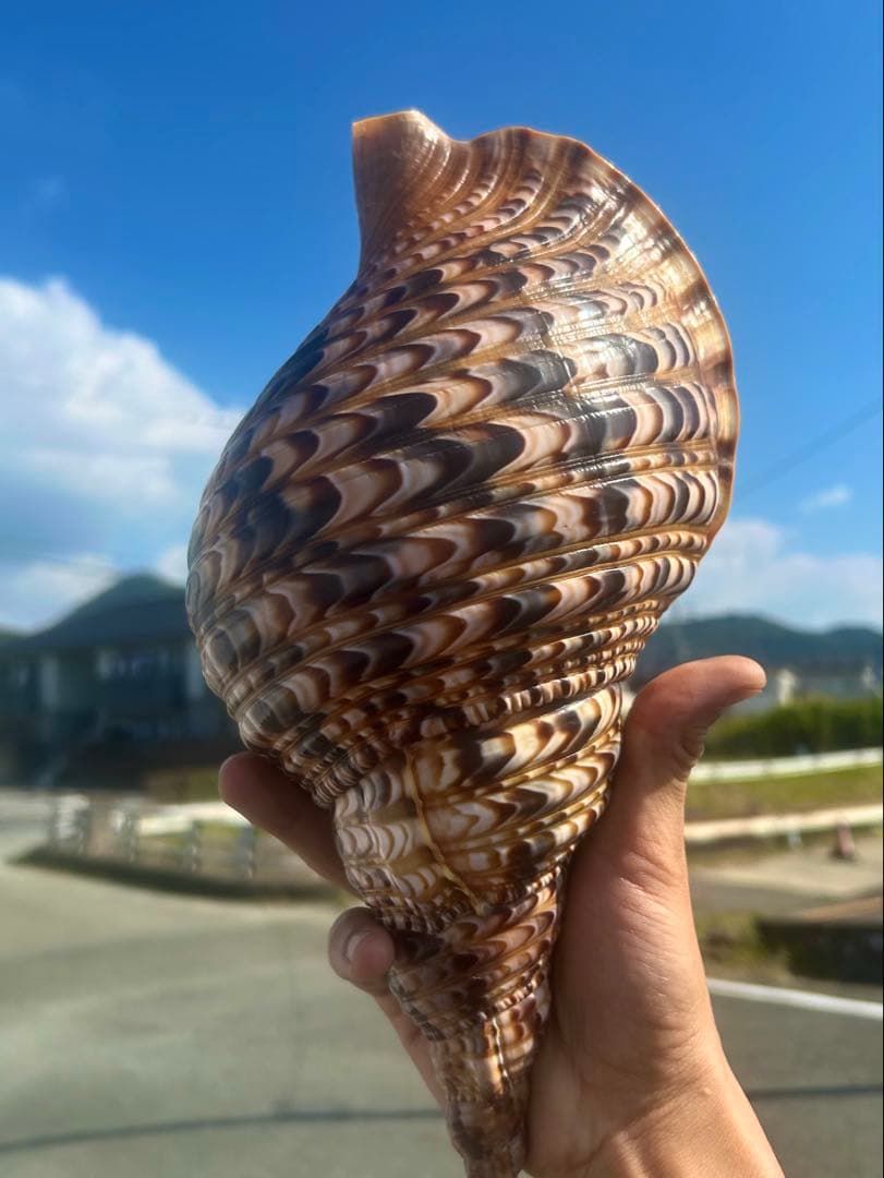 美品　法螺貝　直線31.5cm コレクション