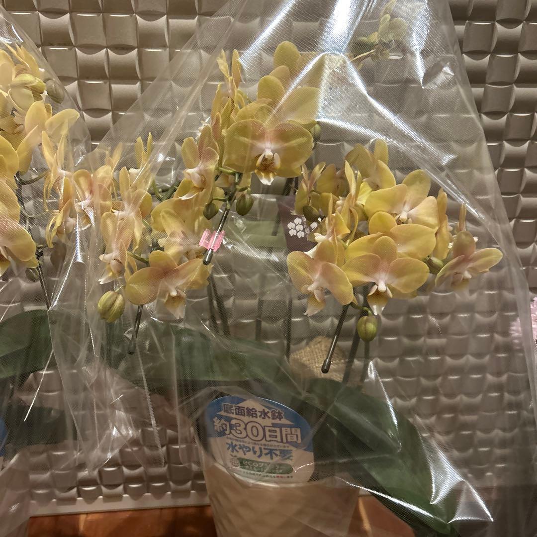 胡蝶蘭　ゴールデンマンボ　6．0寸鉢　2鉢価格
