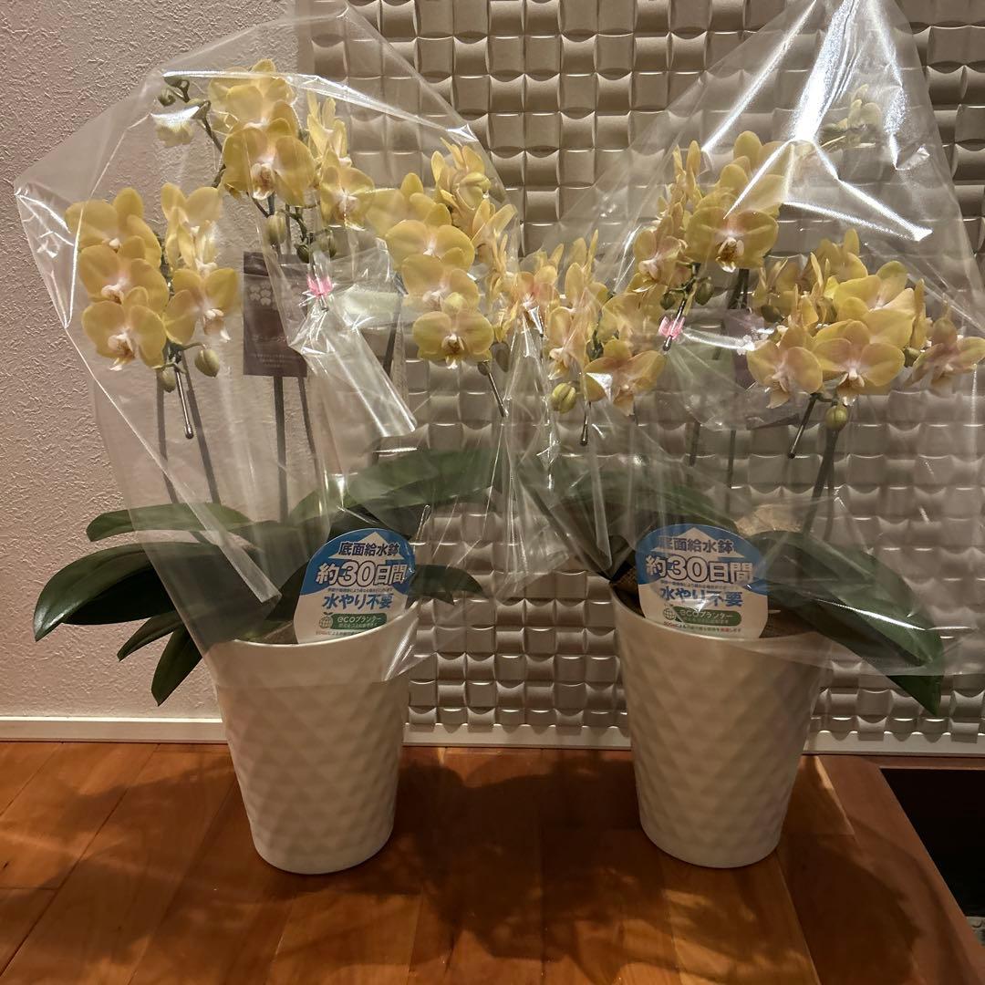 胡蝶蘭　ゴールデンマンボ　6．0寸鉢　2鉢価格