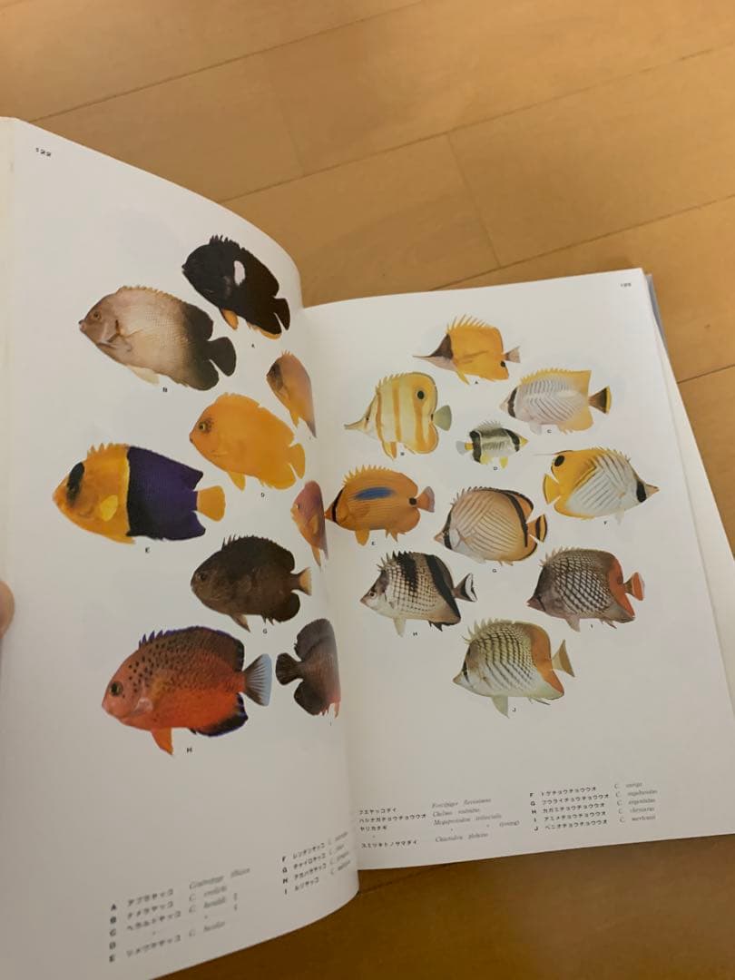 南日本の海水魚図鑑　絶版　希少