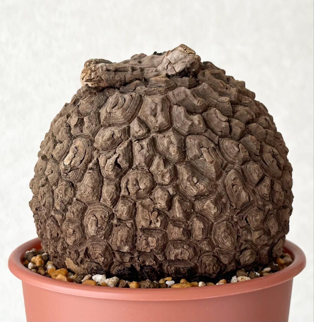 【極美/超大株/塊根植物】ステファニア スベローサ 超大株 鉢植え