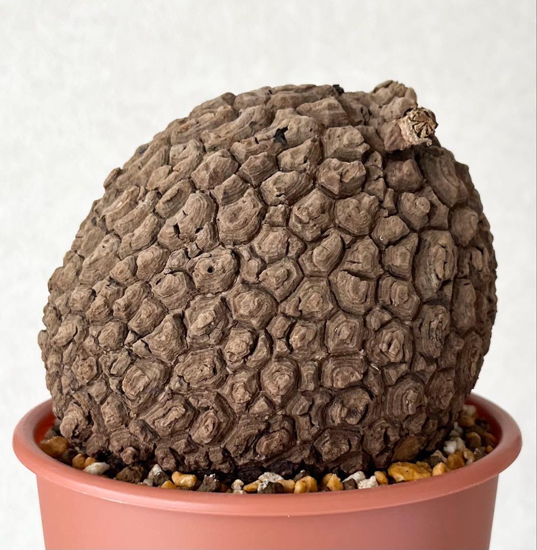 【極美/超大株/塊根植物】ステファニア スベローサ 超大株 鉢植え